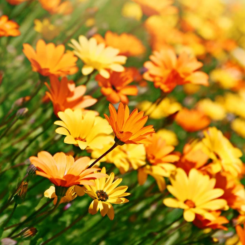 African Daisy Seeds - Image 7