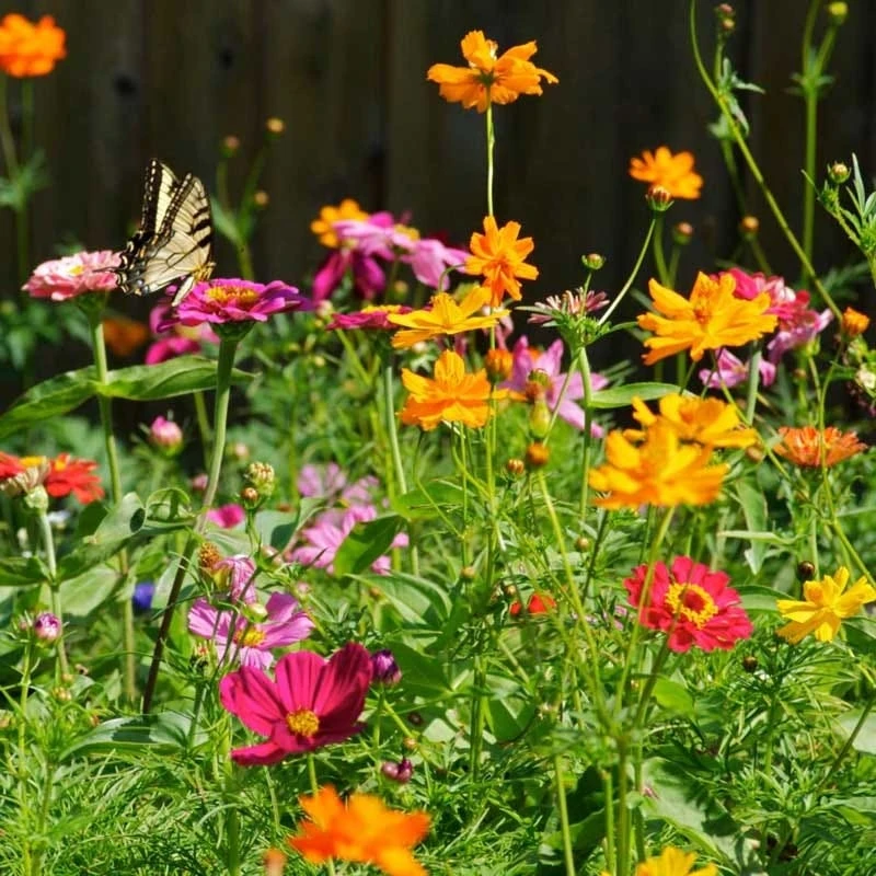 All Annual Bold Color Wildflower Seed Mix - Image 4