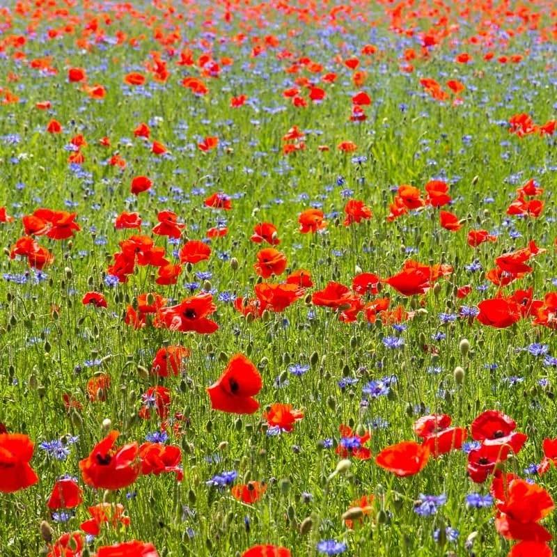 All Annual Bold Color Wildflower Seed Mix - Image 3