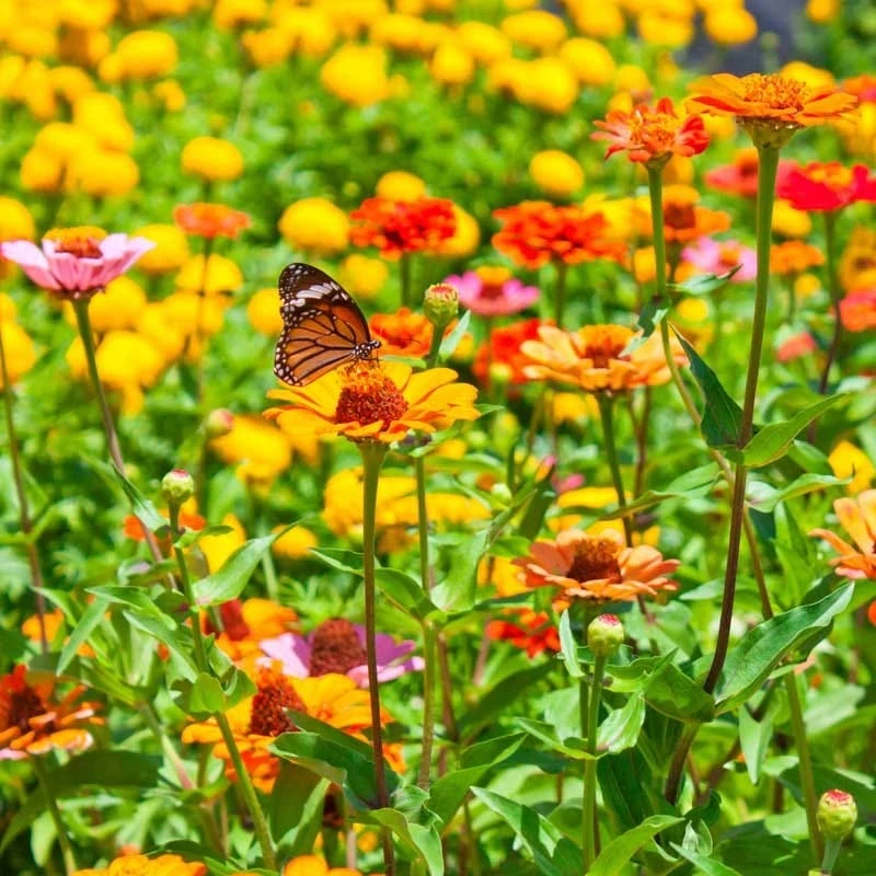 All Annual Bold Color Wildflower Seed Mix - Image 2