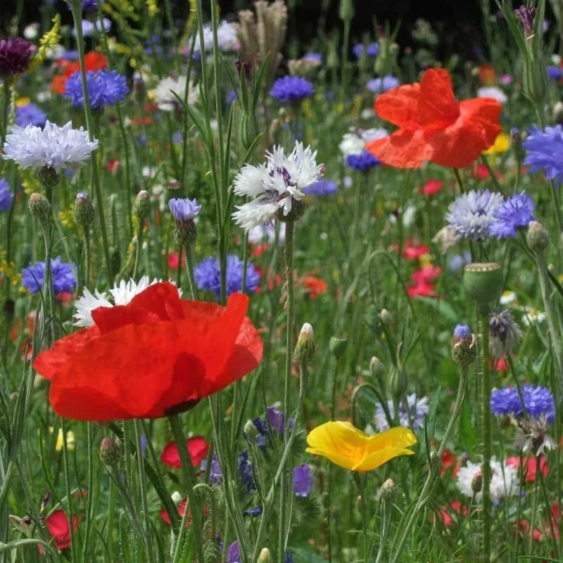 All Annual Bold Color Wildflower Seed Mix - Image 7