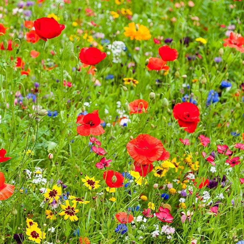 All Annual Vivid Variety Wildflower Seed Mix - Image 7