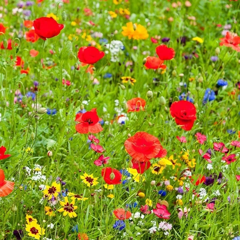 All Annual Vivid Variety Wildflower Seed Mix - Image 5