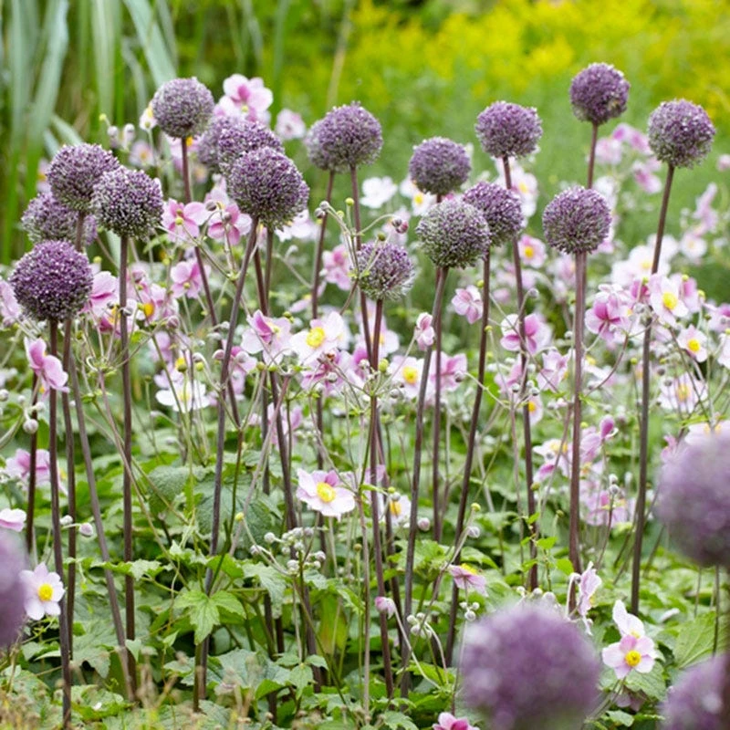 Summer Drummer Allium - Image 3