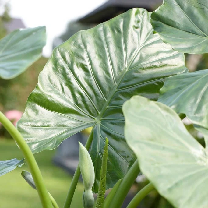 Upright Elephant Ears - Image 2