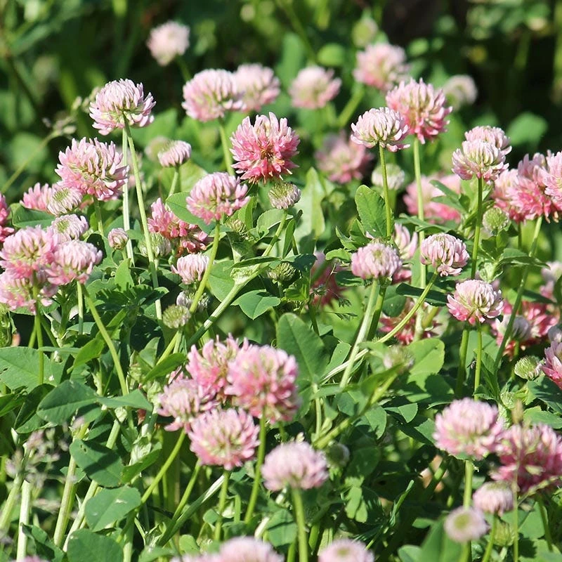 Alsike Clover Seeds - Image 4
