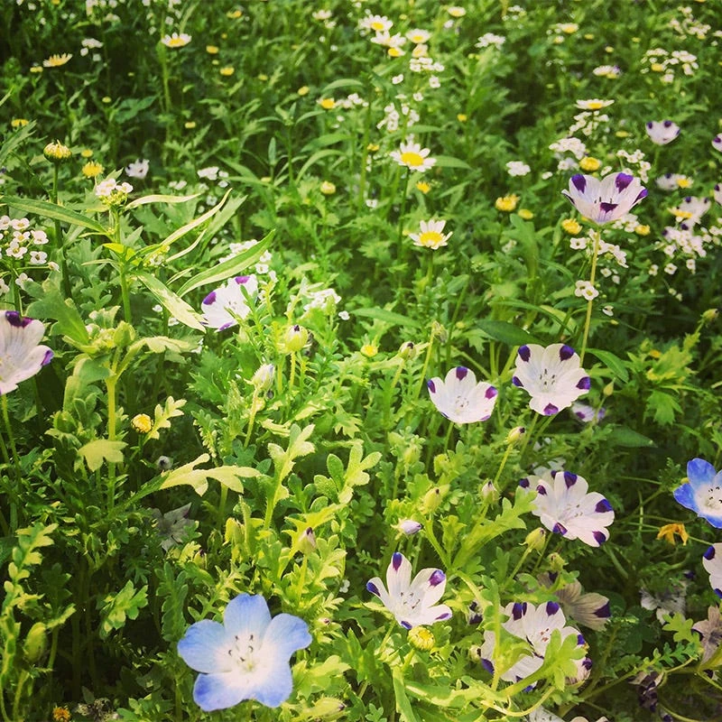 Alternative Lawn Wildflower Seed Mix - Image 2