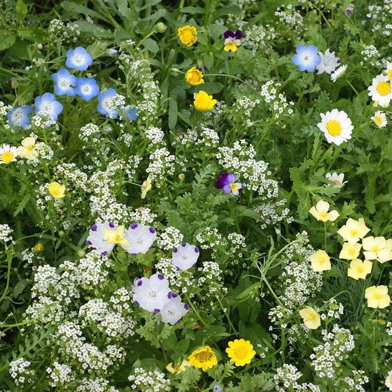 Alternative Lawn Wildflower Seed Mix - Image 7