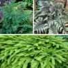 Shady Nook Fern Collection