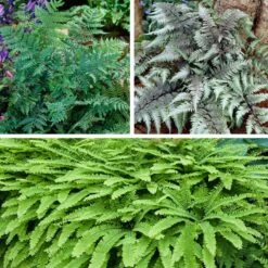 Shady Nook Fern Collection