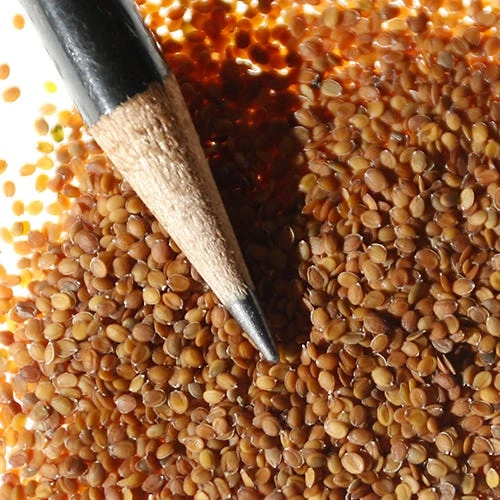 Sweet Alyssum Seeds - Image 2