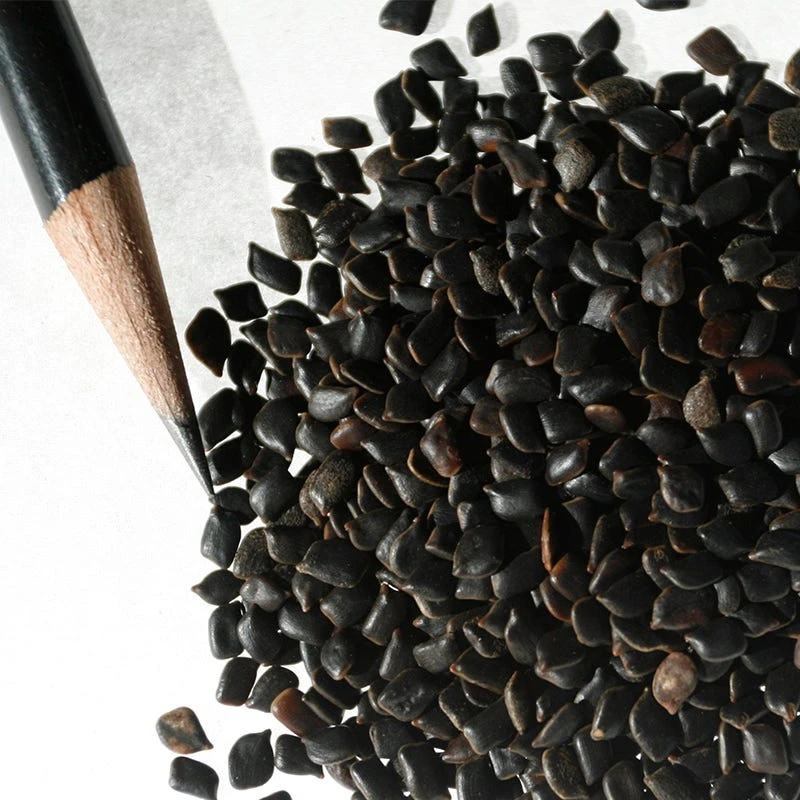 Partridge Pea Seeds - Image 9