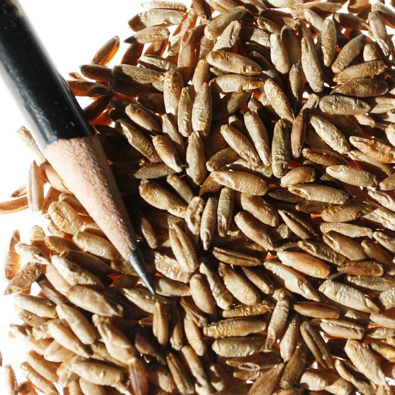 Winter Rye Grass Seeds - Image 4
