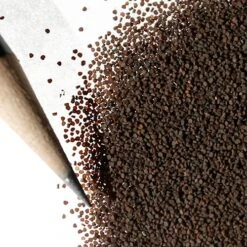 None So Pretty Or Catchfly Seeds