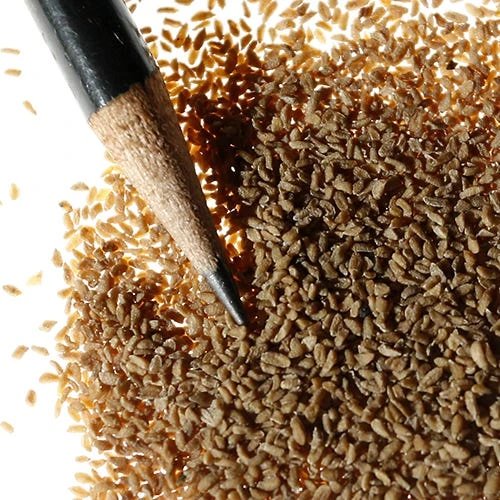 Mountain Phlox Seeds - Image 3