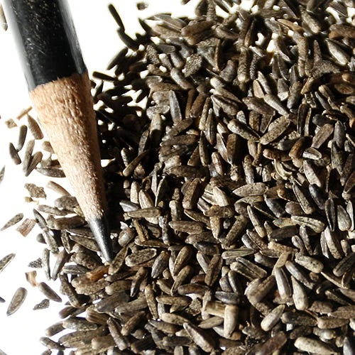 Maximilian Sunflower Seeds