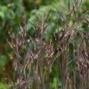 Blackhawks Big Bluestem Grass