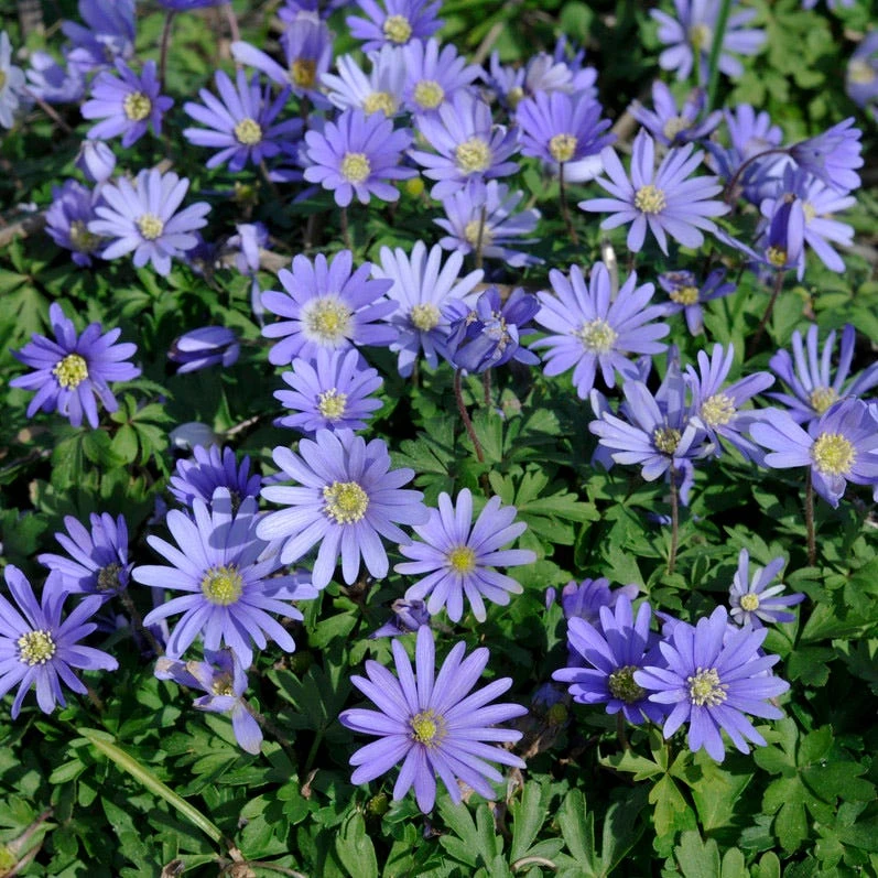 Early Arrival Bulb Collection - Image 3