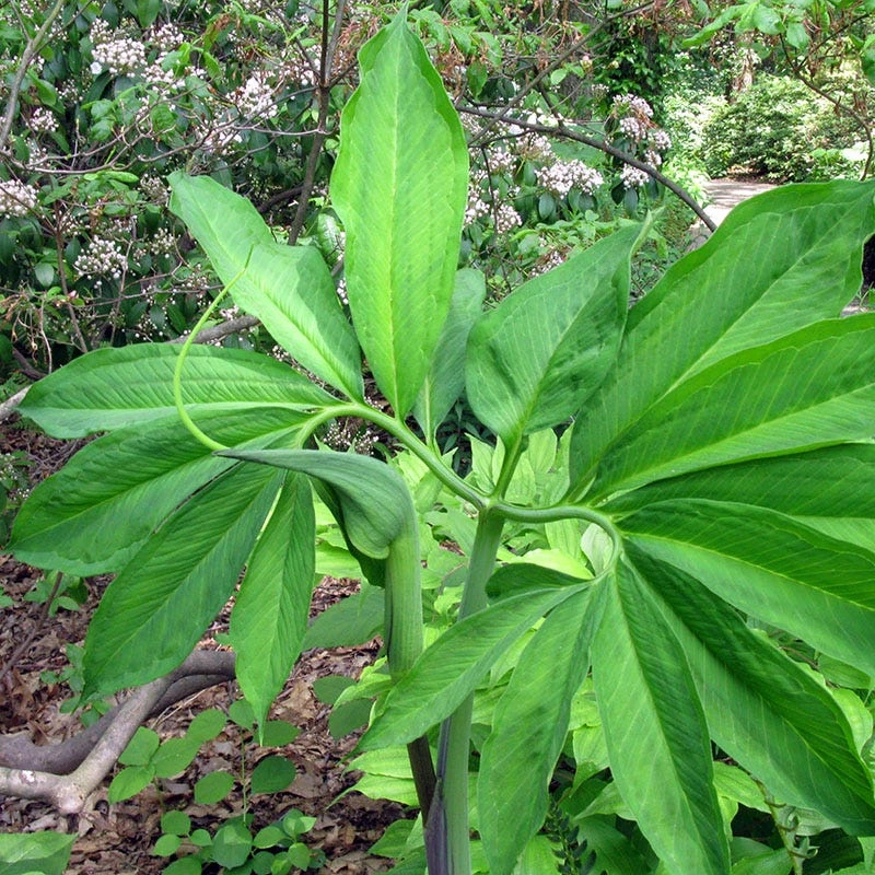 Green Dragon - Image 2