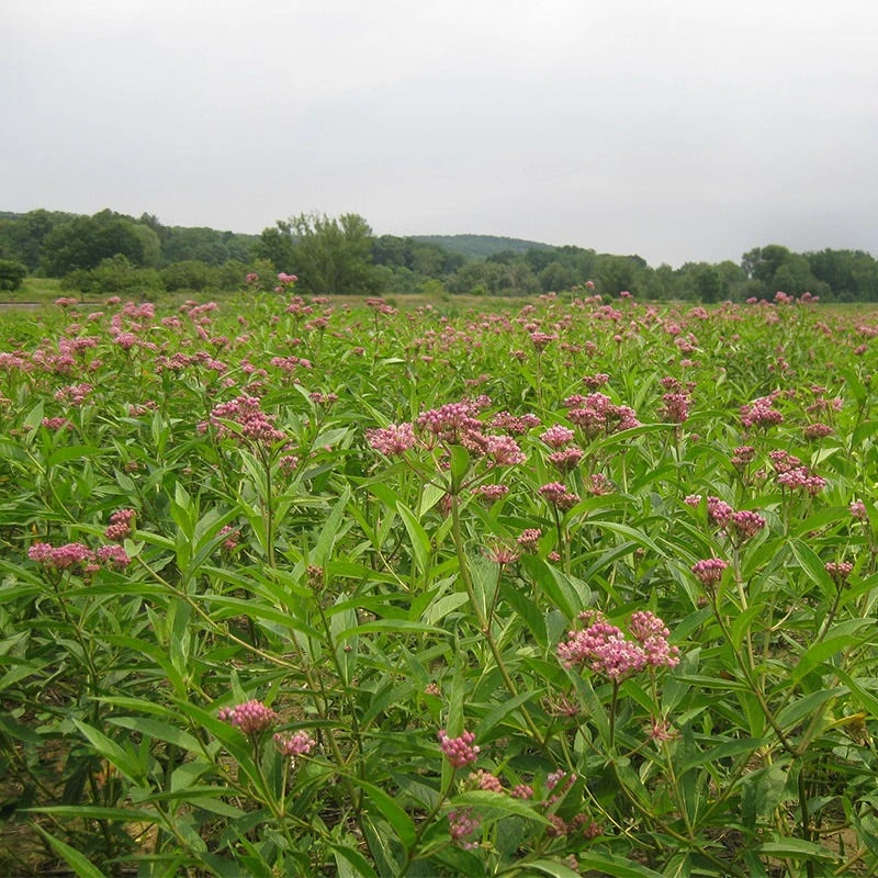 Swamp Milkweed Seeds - Image 5