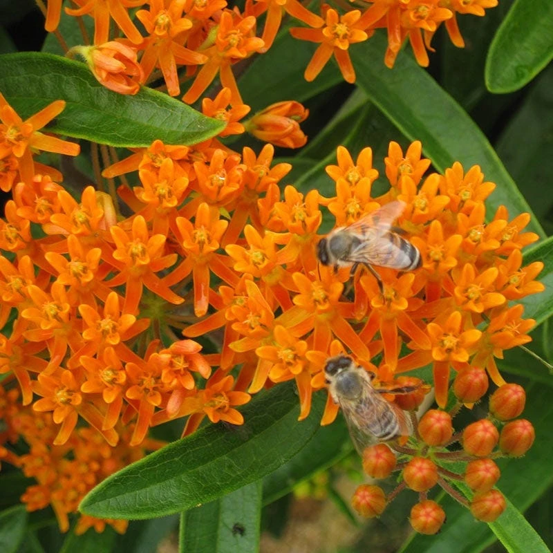 Butterfly Weed Seeds - Image 11