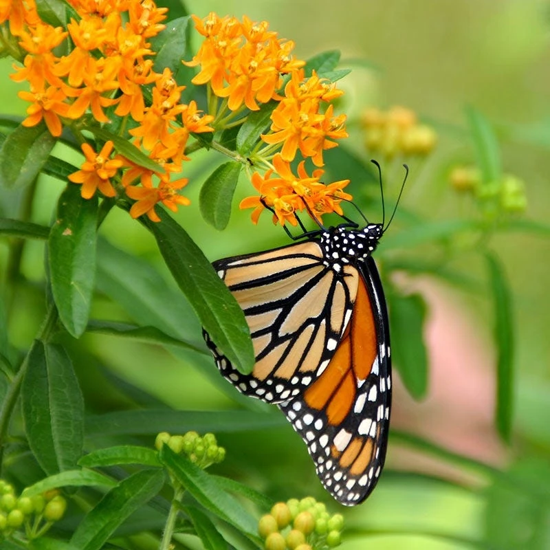 Butterfly Weed Seeds - Image 2