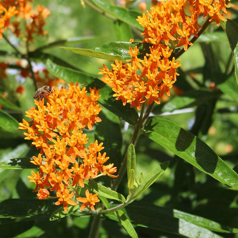 Butterfly Weed Seeds - Image 5