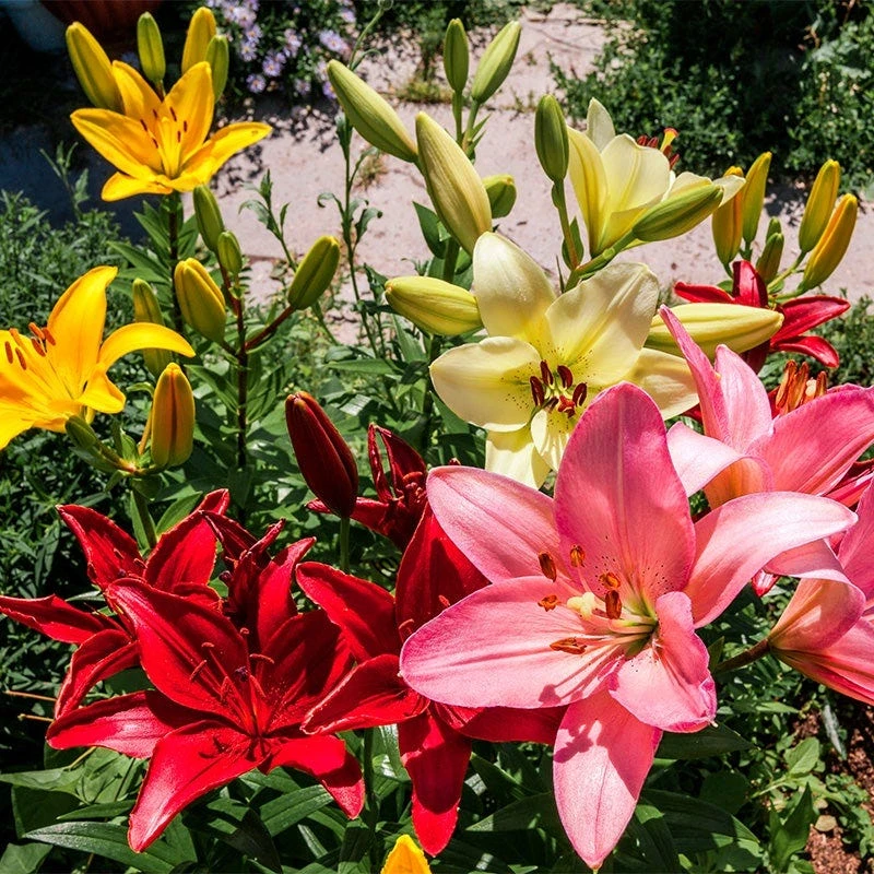Asiatic Lily Mix - Image 2