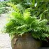 Lady Fern