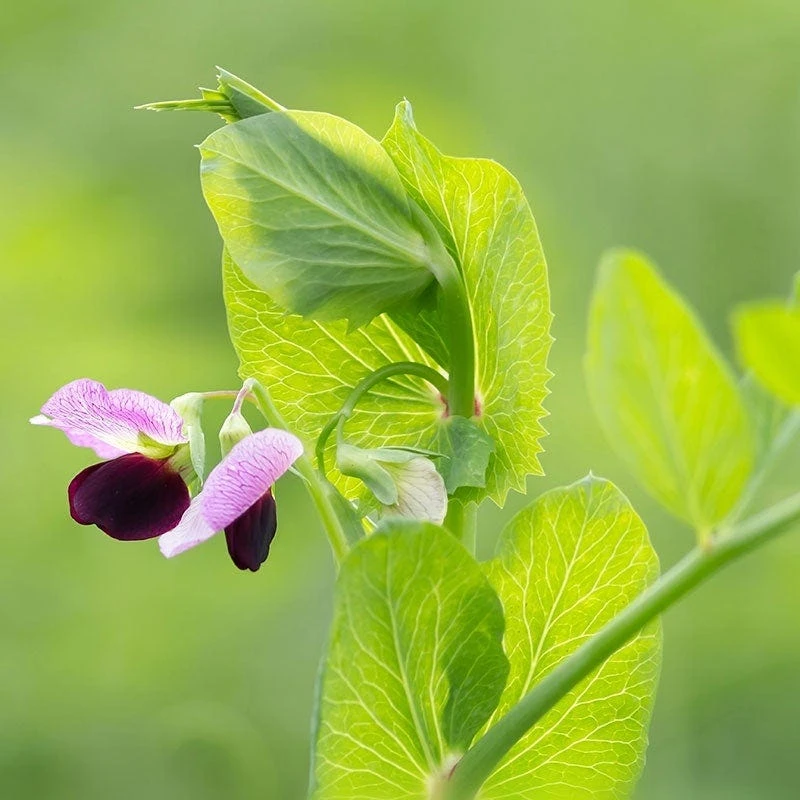 Austrian Winter Pea Seeds - Image 7
