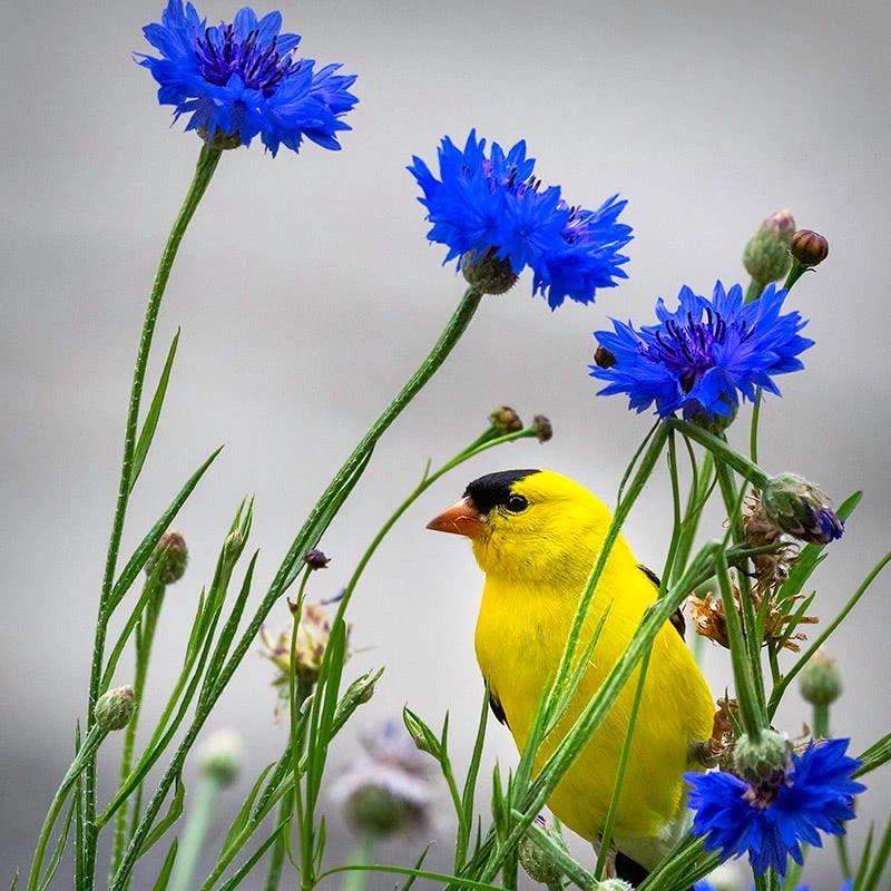 Backyard Birding Wildflower Seed Mix - Image 9