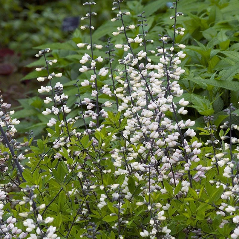 White Baptisia - Image 2
