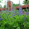Dwarf Blue Baptisia