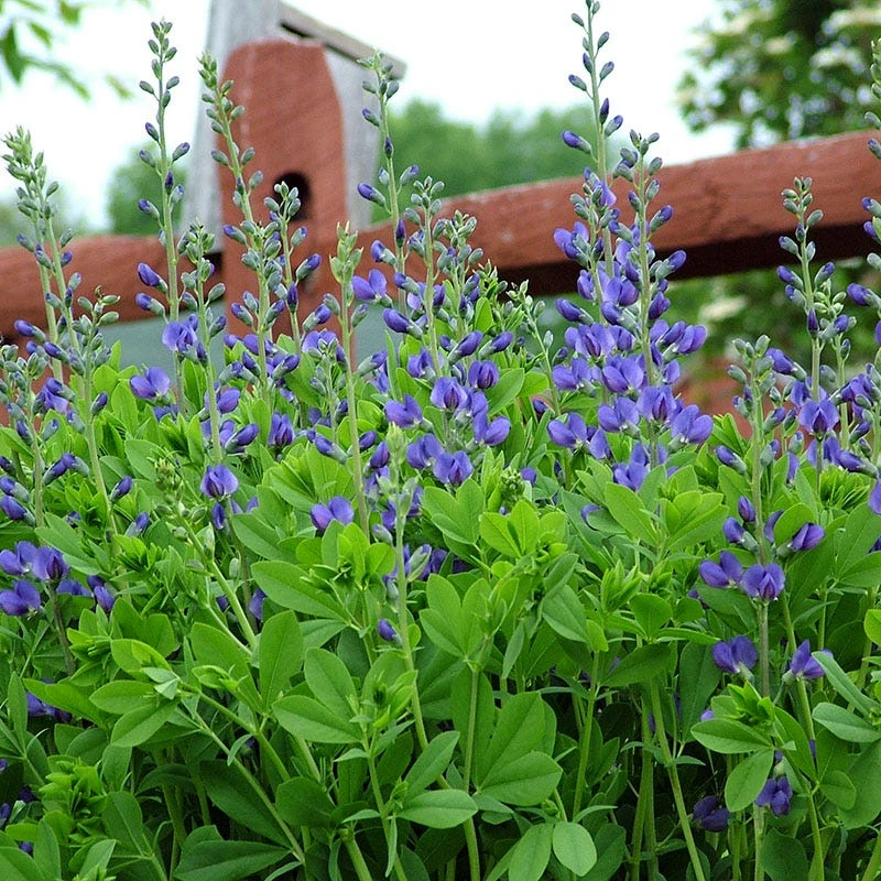 Dwarf Blue Baptisia