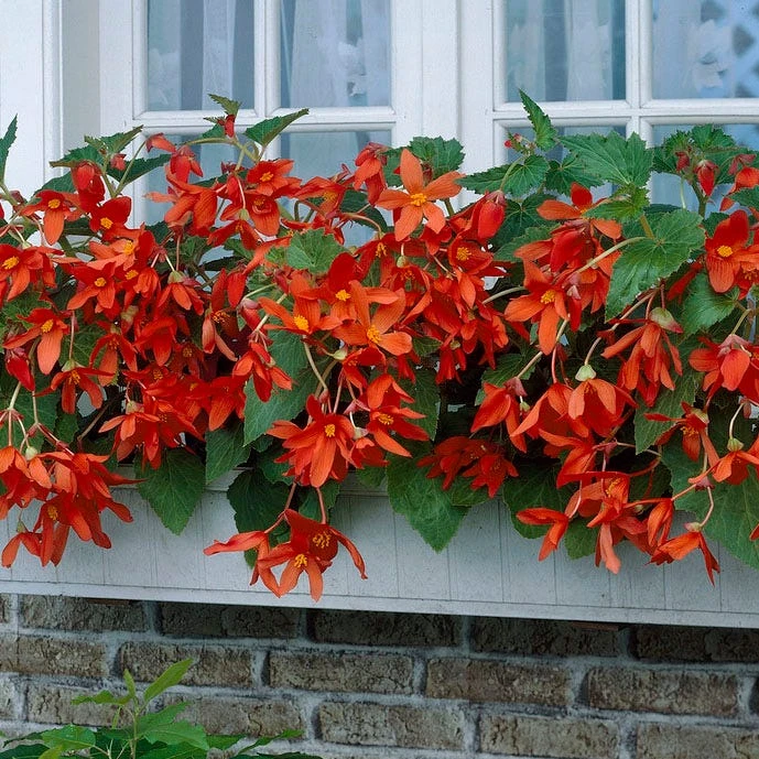 Bertini Begonia - Image 3