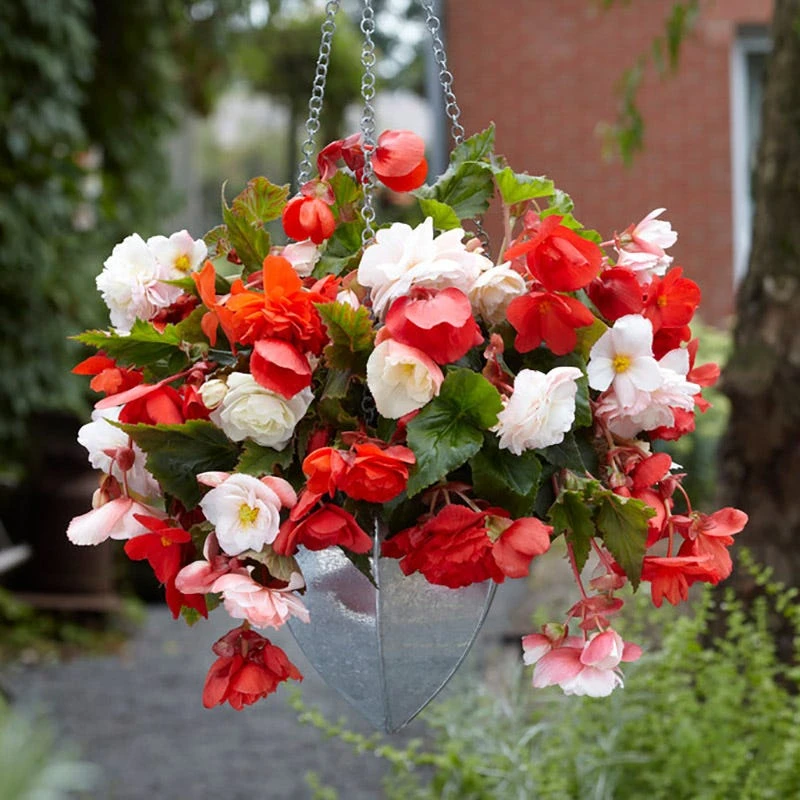 Odorata Begonia Mix - Image 2