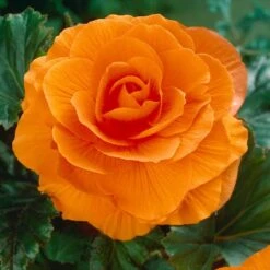 Double Orange Begonia