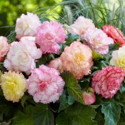 Samba Pastel Begonia Mix