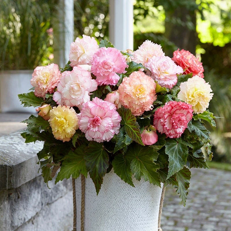 Samba Pastel Begonia Mix - Image 3
