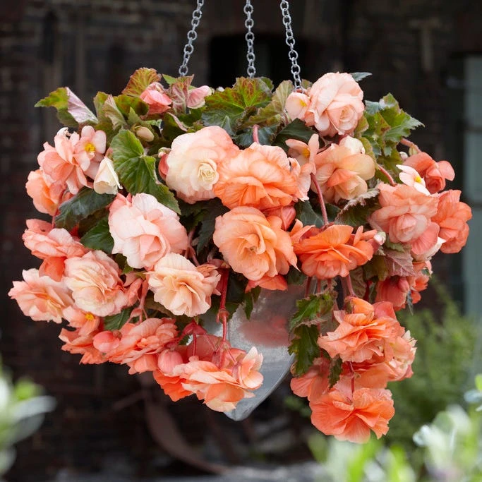 Splendide Ballerina Apricot Cascading Begonia - Image 2