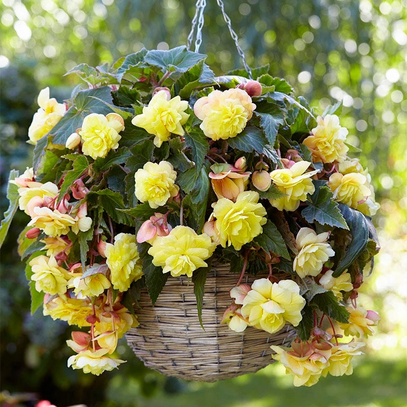 Sunny Dream Fragrant Begonia - Image 2