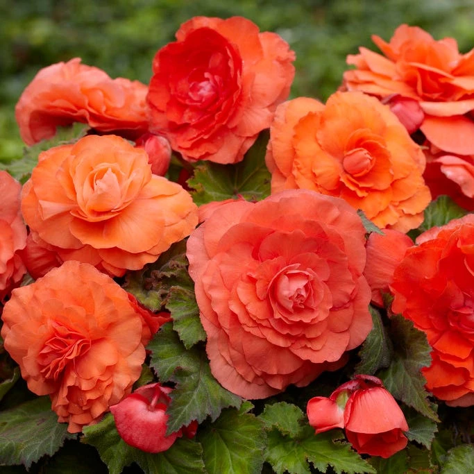 Superba Salmon Begonia - Image 2