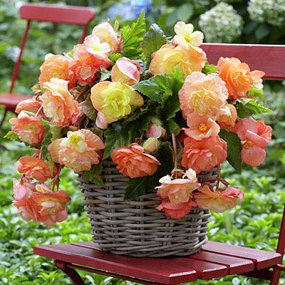 Splendide Ballerina Apricot Cascading Begonia