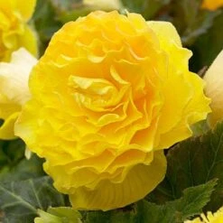 Double Yellow Begonia