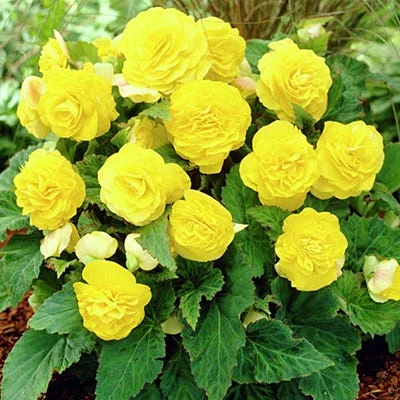 Double Yellow Begonia - Image 2
