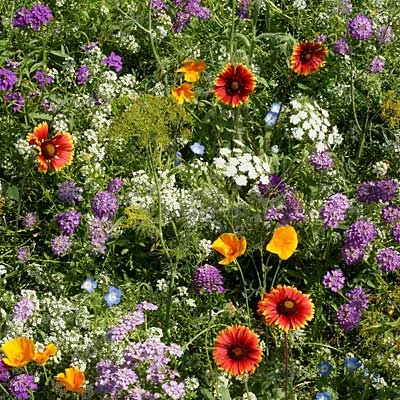 Pollinator Habitat Wildflower Seed Collection - Image 8