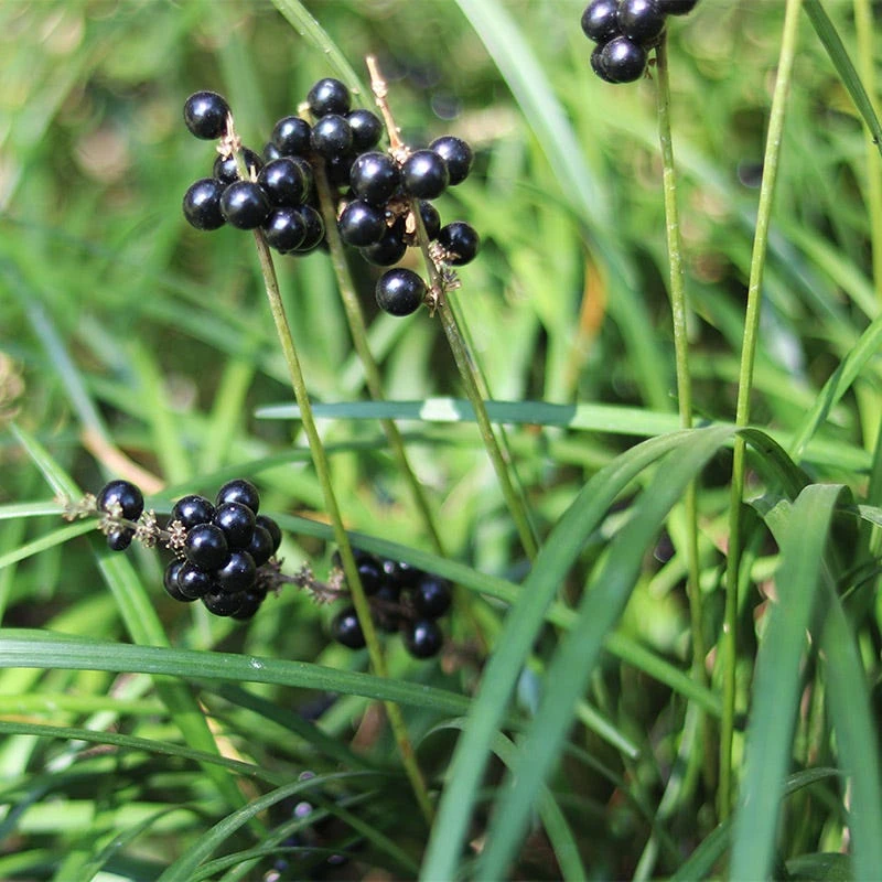 Big Blue Liriope Grass - Image 3