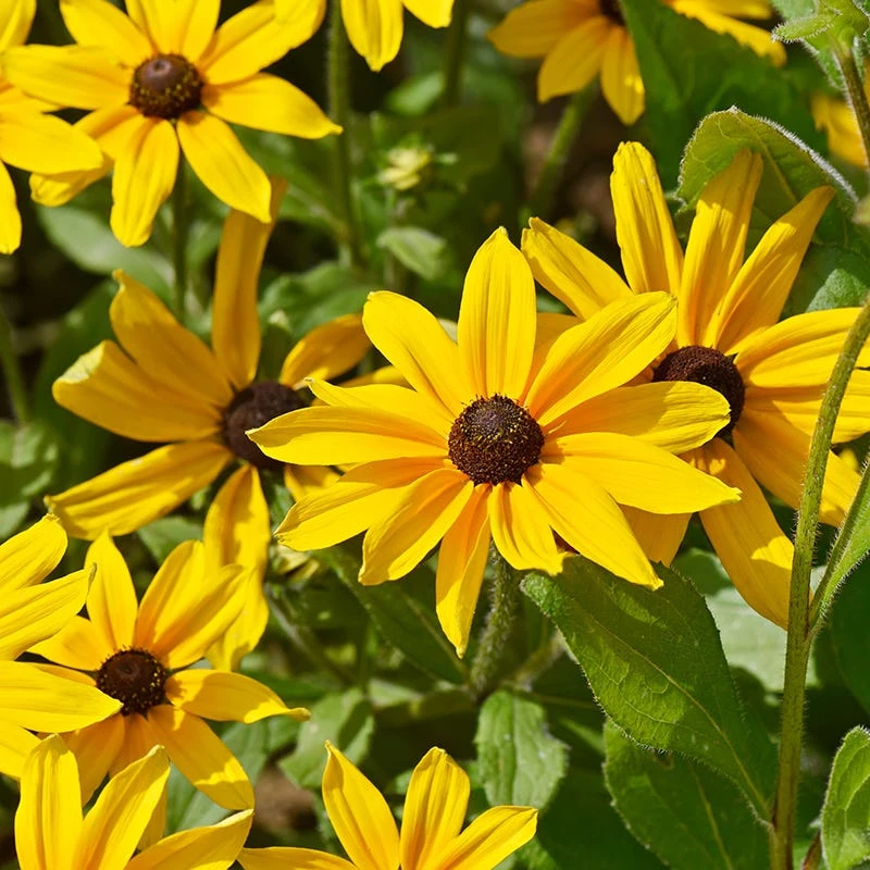 Black Eyed Susan Seeds - Image 10