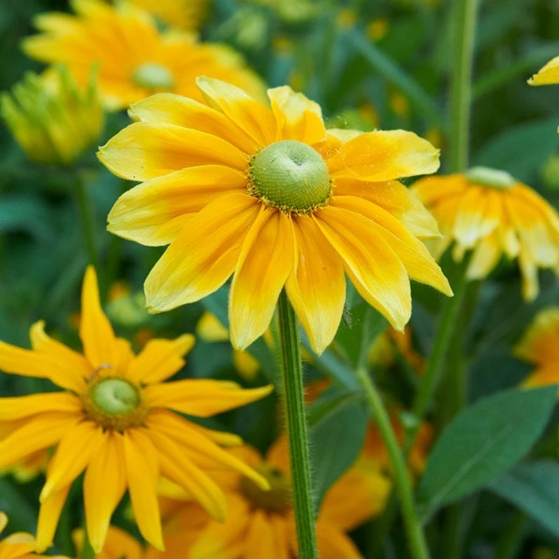 Prairie Sun Black Eyed Susan - Image 2