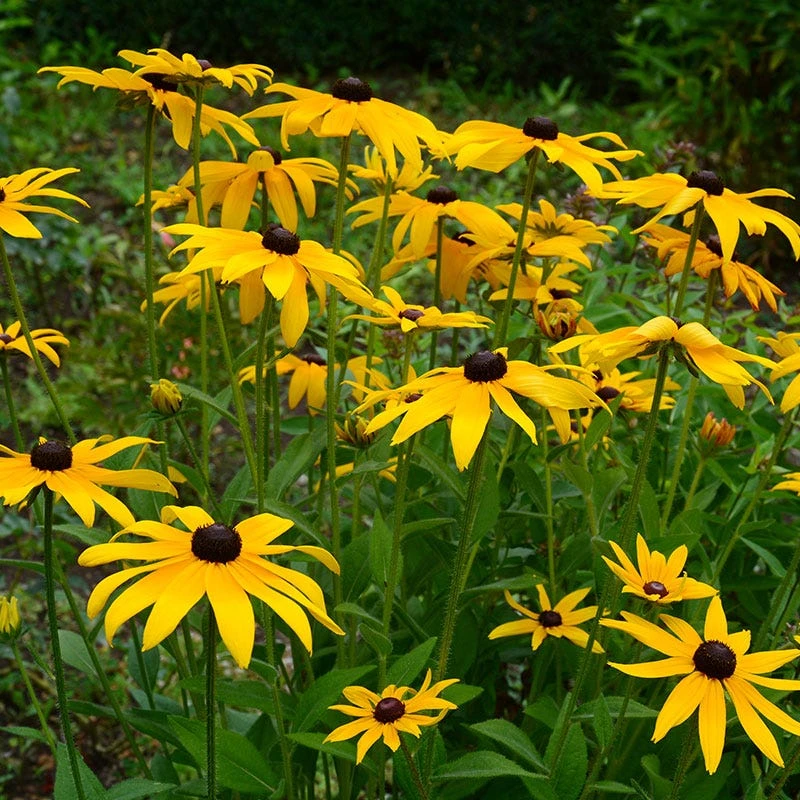 Black Eyed Susan Seeds - Image 13